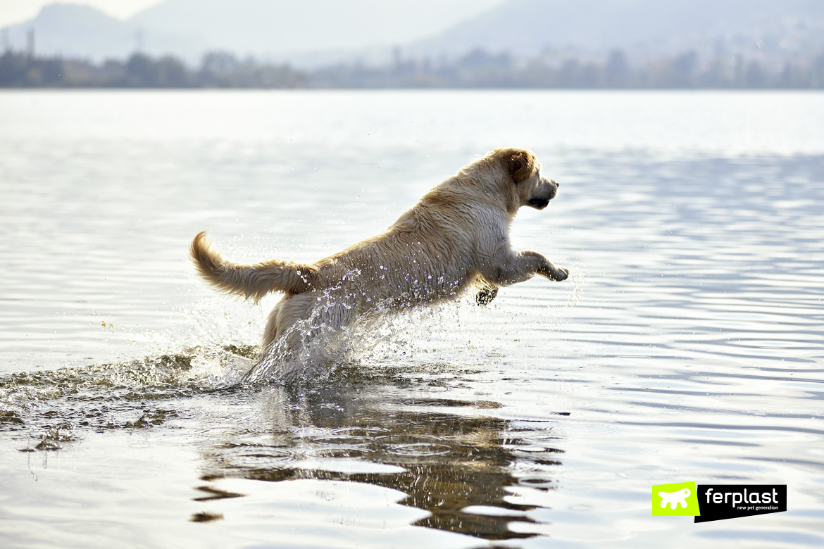 How Do Dogs Sweat? Useful Tips to Help your Dog Withstand the Heat