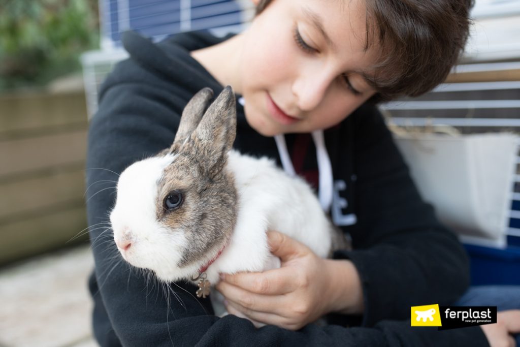 How do rabbits see characteristics and behaviour of rabbits