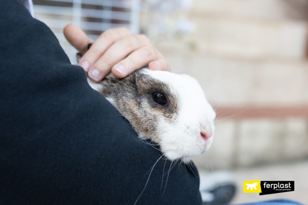 How do rabbits see characteristics and behaviour of rabbits