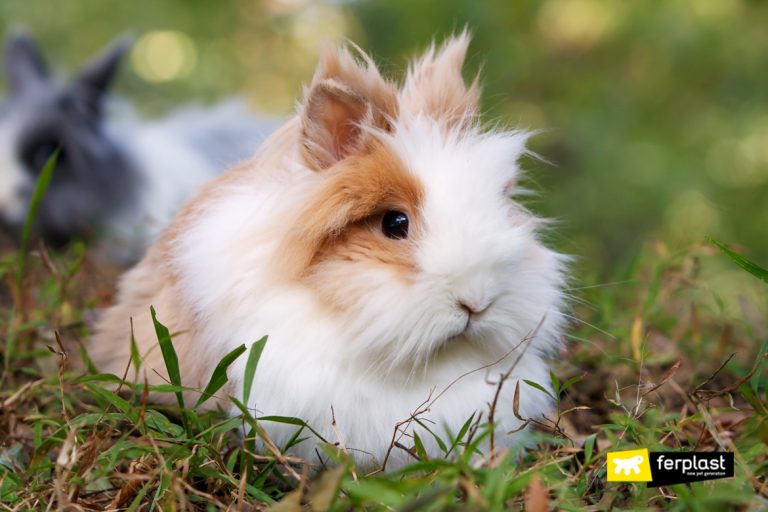 How Do Rabbits See? Characteristics and Behaviour of Rabbits