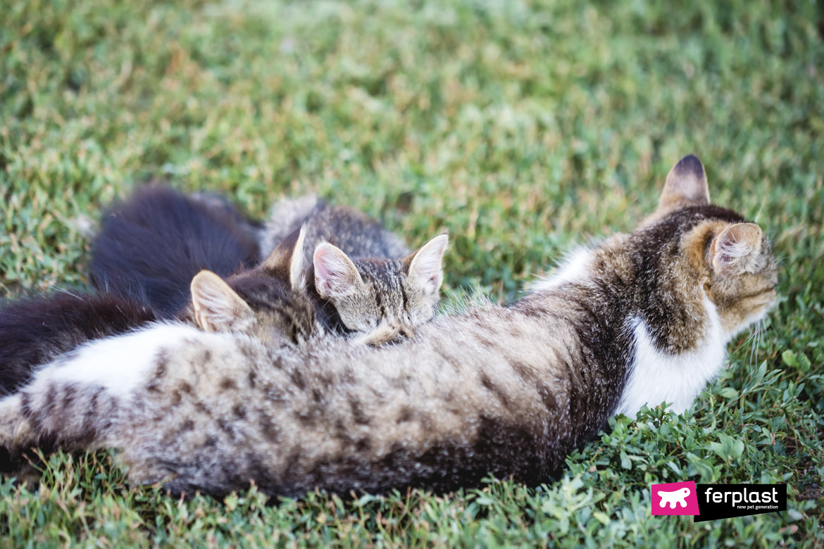 What to feed a nursing outlet cat