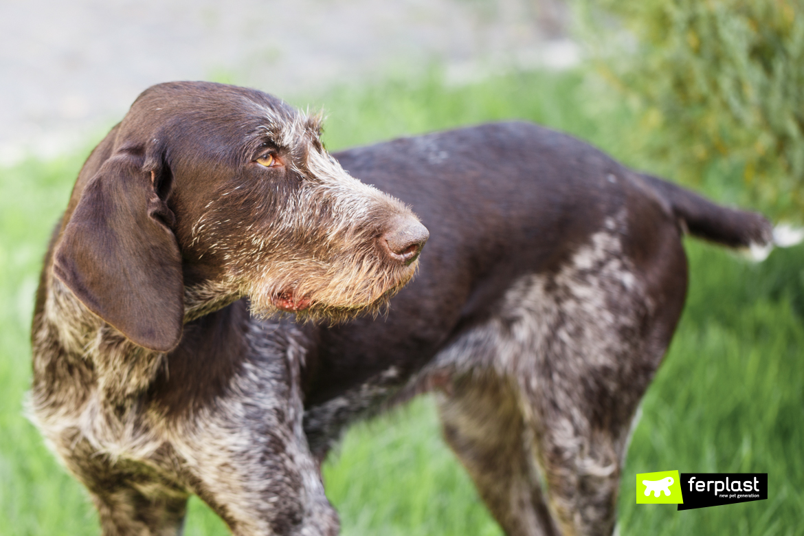 small tail dog breed