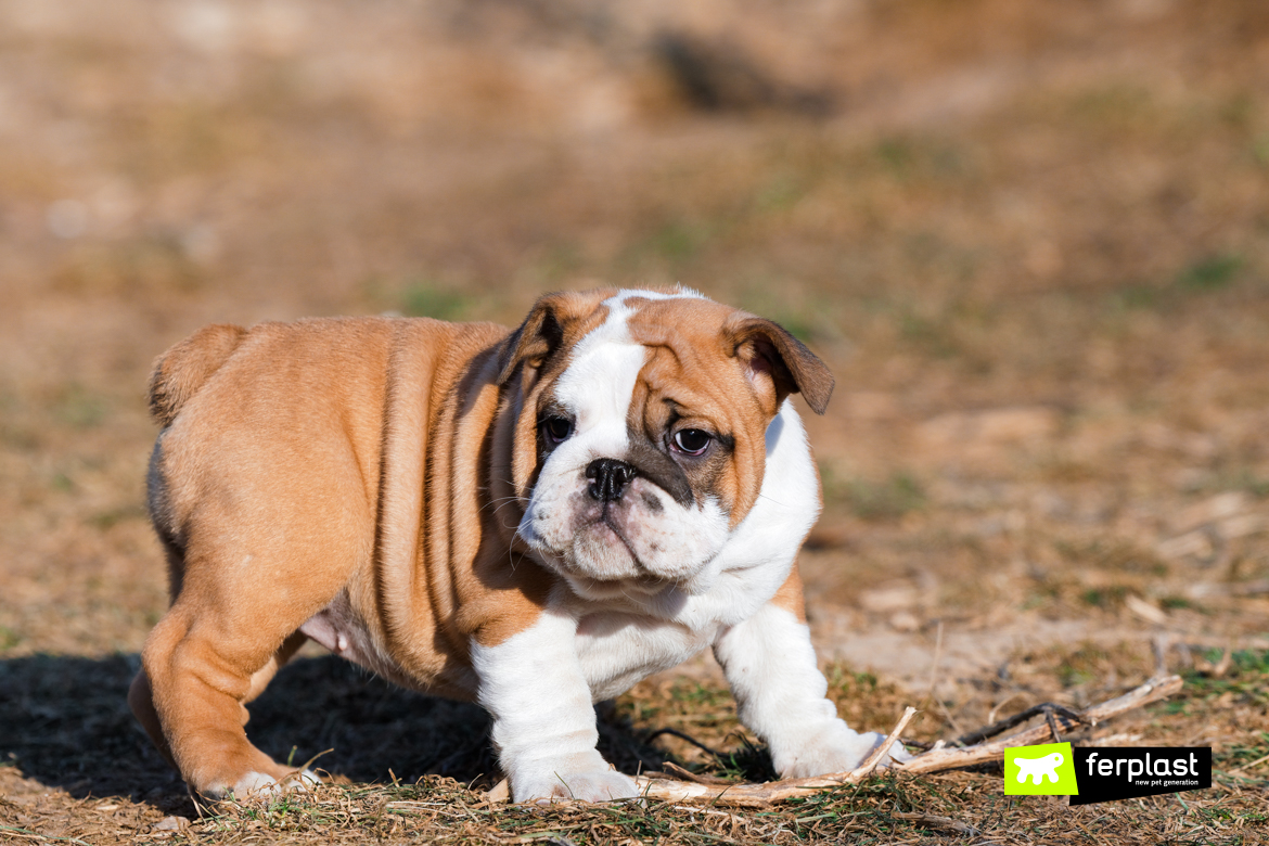 Dog breeds shop with small tails