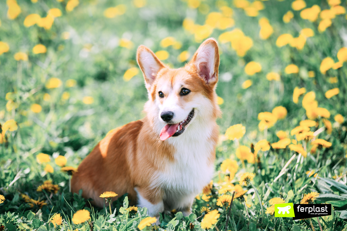 Dog breeds with cropped 2024 tails