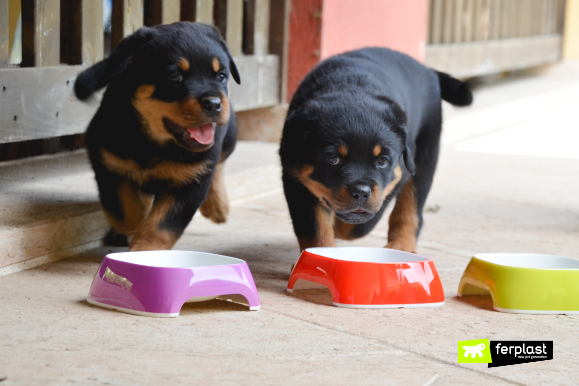 what is the best food to wean puppies on