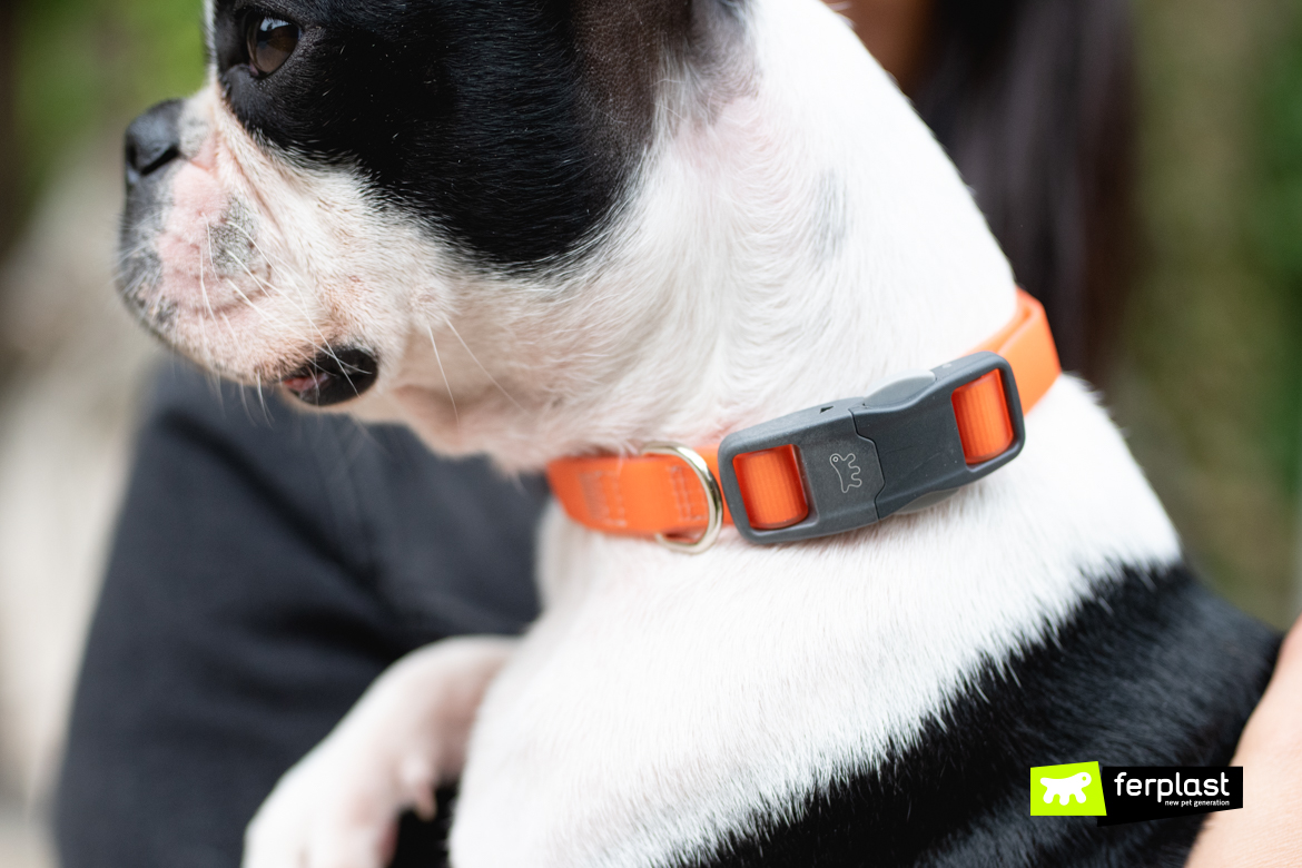 magnetic dog leash