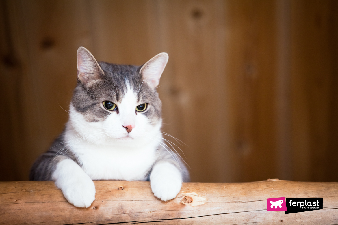 Le chat peut être jaloux de bébé : vrai ou faux ?