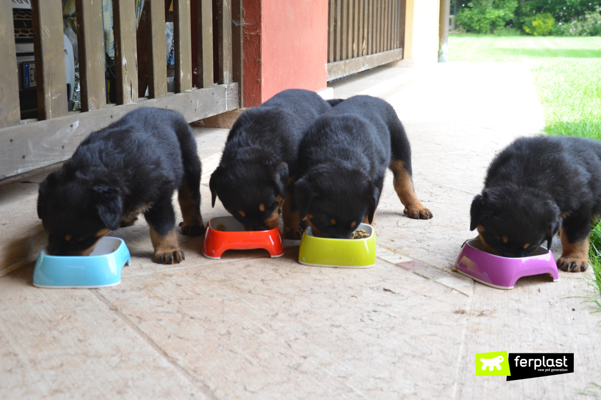 When do you cheap start weaning a puppy