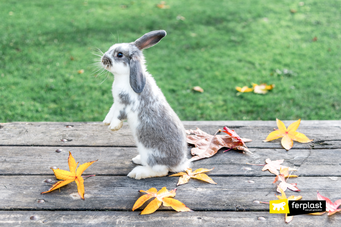 Can You Let Your Rabbit Out in the Rain 