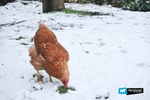 Uova Bio Tutto L'anno: Galline Ovaiole In Giardino