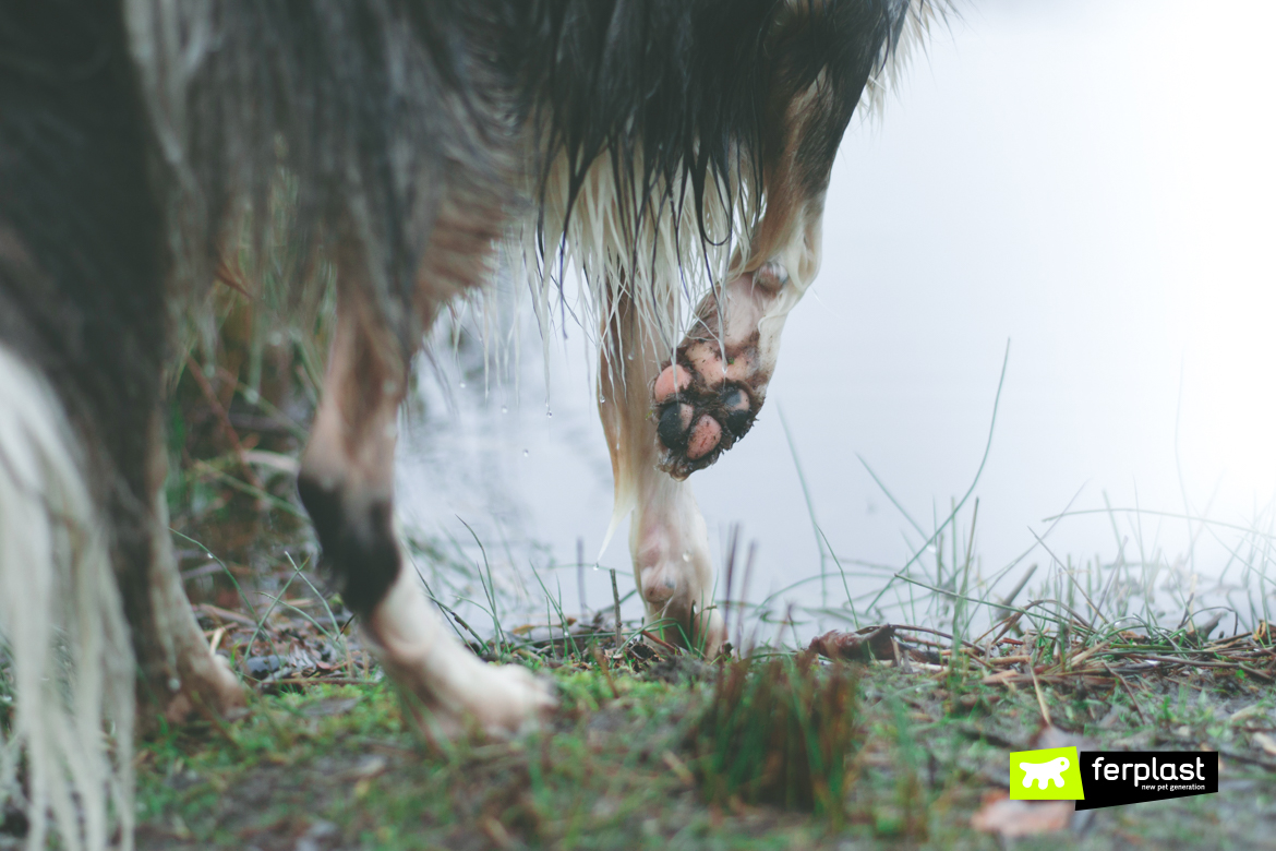 Prime piogge improvvise: come asciugare un cane bagnato