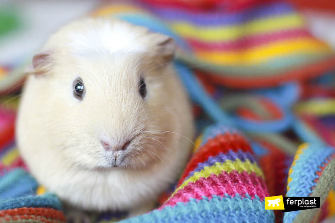 do guinea pigs like hot or cold weather