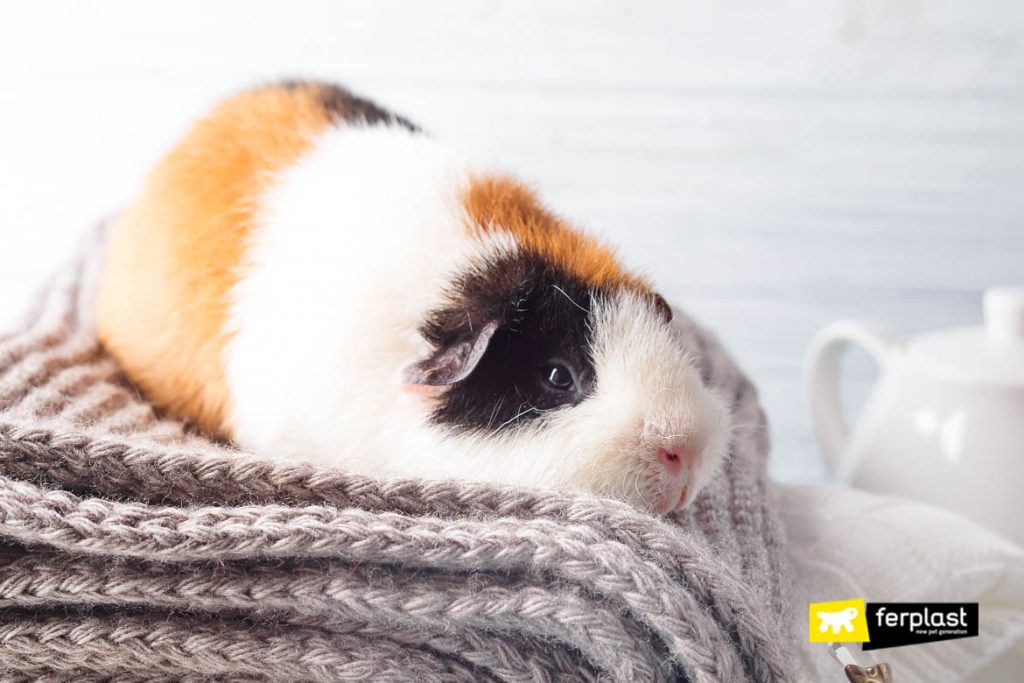 how to keep your guinea pig warm