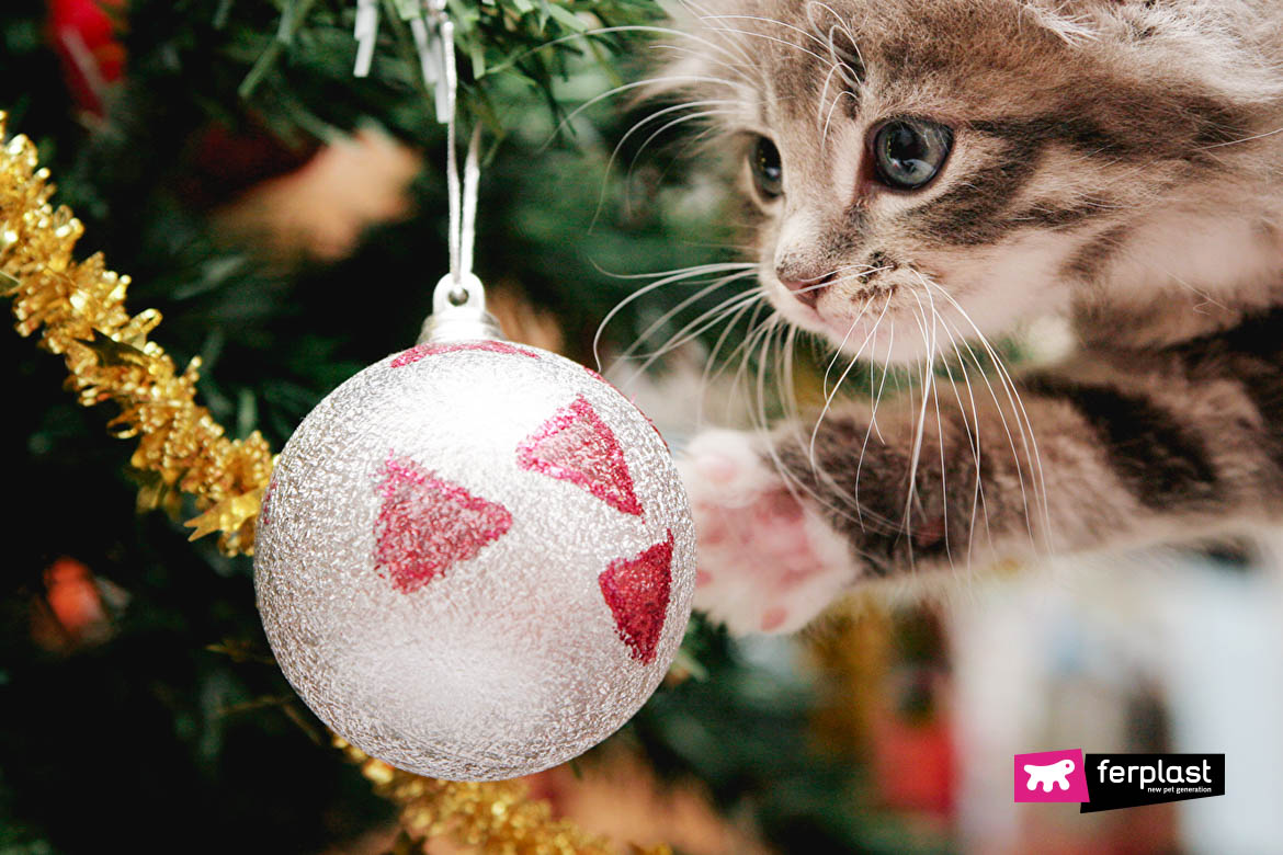What Does Christmas Mean To A Cat? Why do Cats Like Christmas Time
