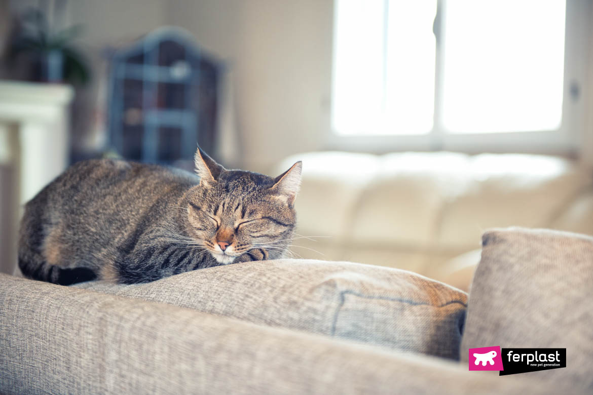 Насморк у кошки – причины, первые симптомы, лечение
