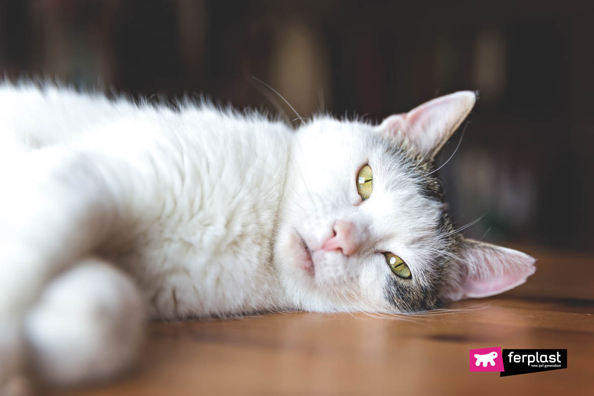 Sinais de gripe felina e tratamento