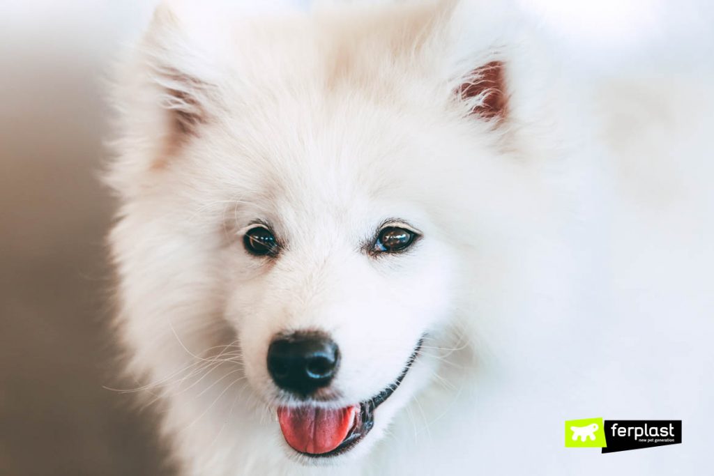 The Best Breeds Of Snow Dogs