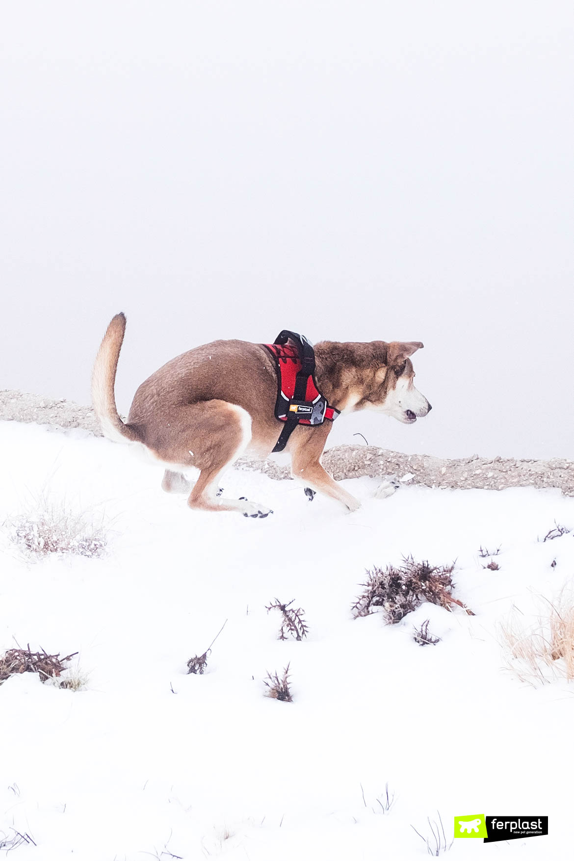 Winter Games for Dogs to Play