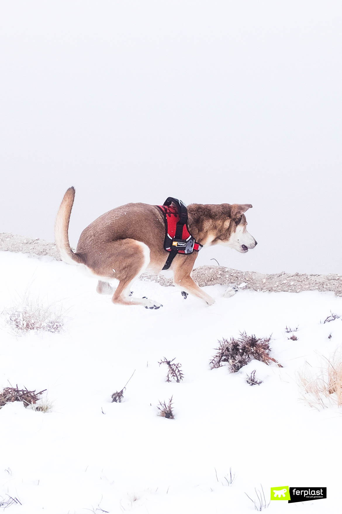 https://blog.ferplast.com/wp-content/uploads/2020/01/cane-corsa-neve-montagna-materiale.jpg