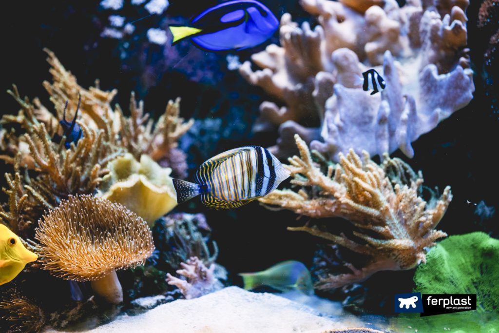 Decorating an Aquarium: 4 Objects Not To Be Put In The Fish Tank