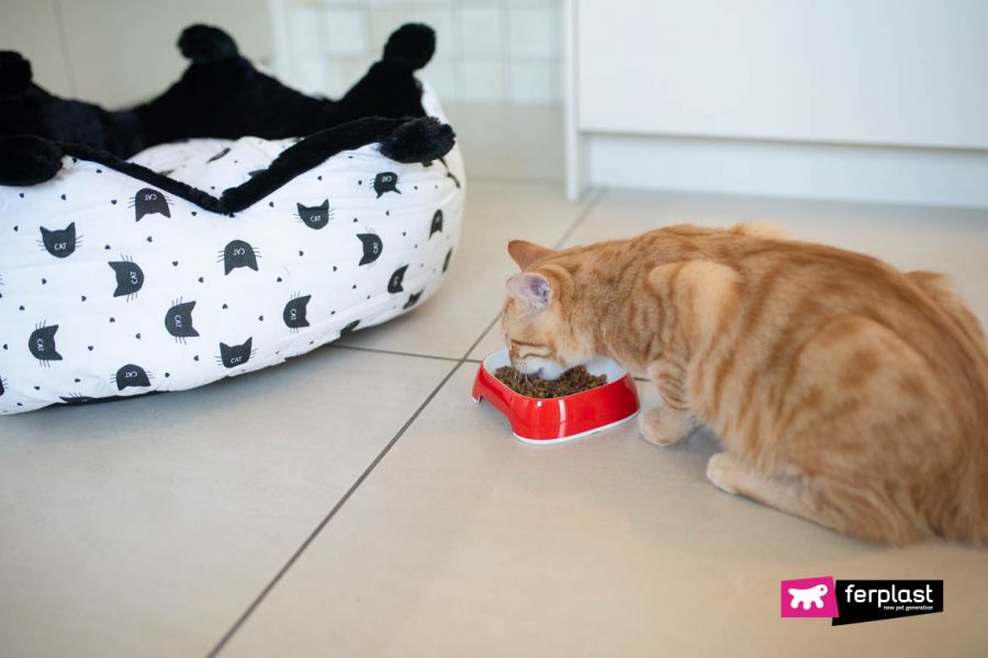 COMBIEN LE CHAT DOIT TIL MANGER ? LOVE FERPLAST