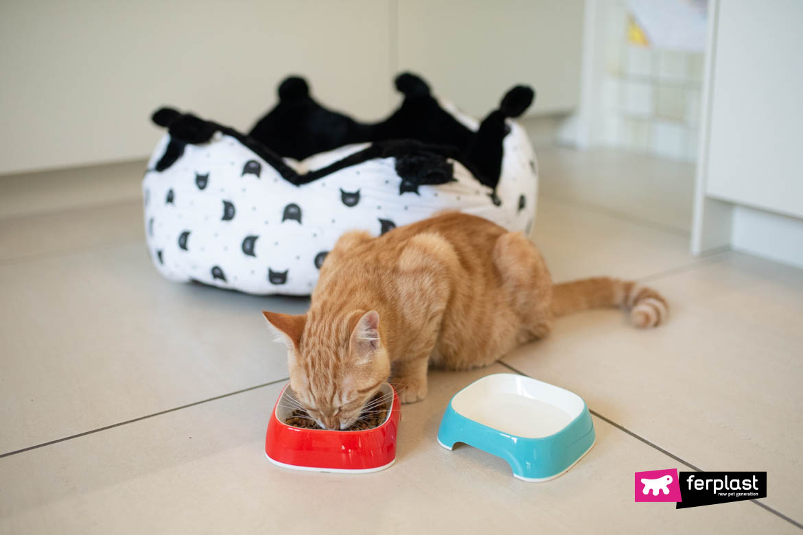 Can cats eat wet food everyday best sale