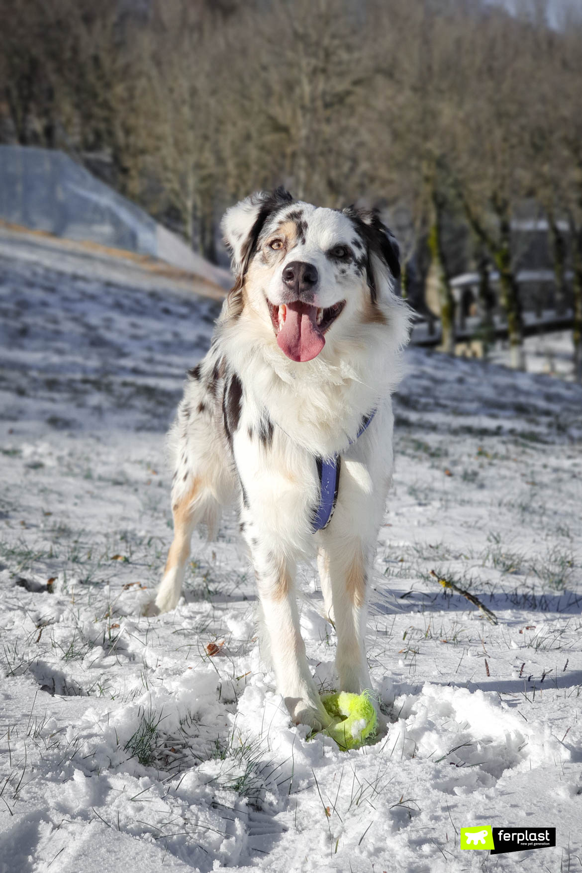 Gioco Palla di Neve per Cane