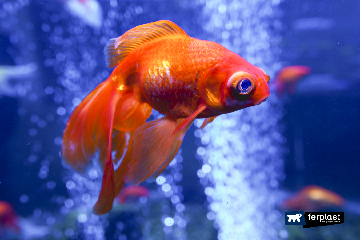 Comment bien choisir ses poissons d'aquarium - le blog dédié à l'aquarium