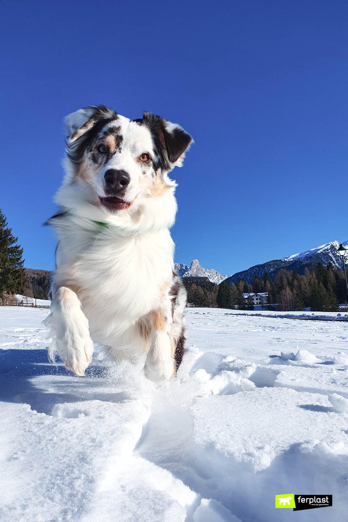 Winter Games for Dogs to Play
