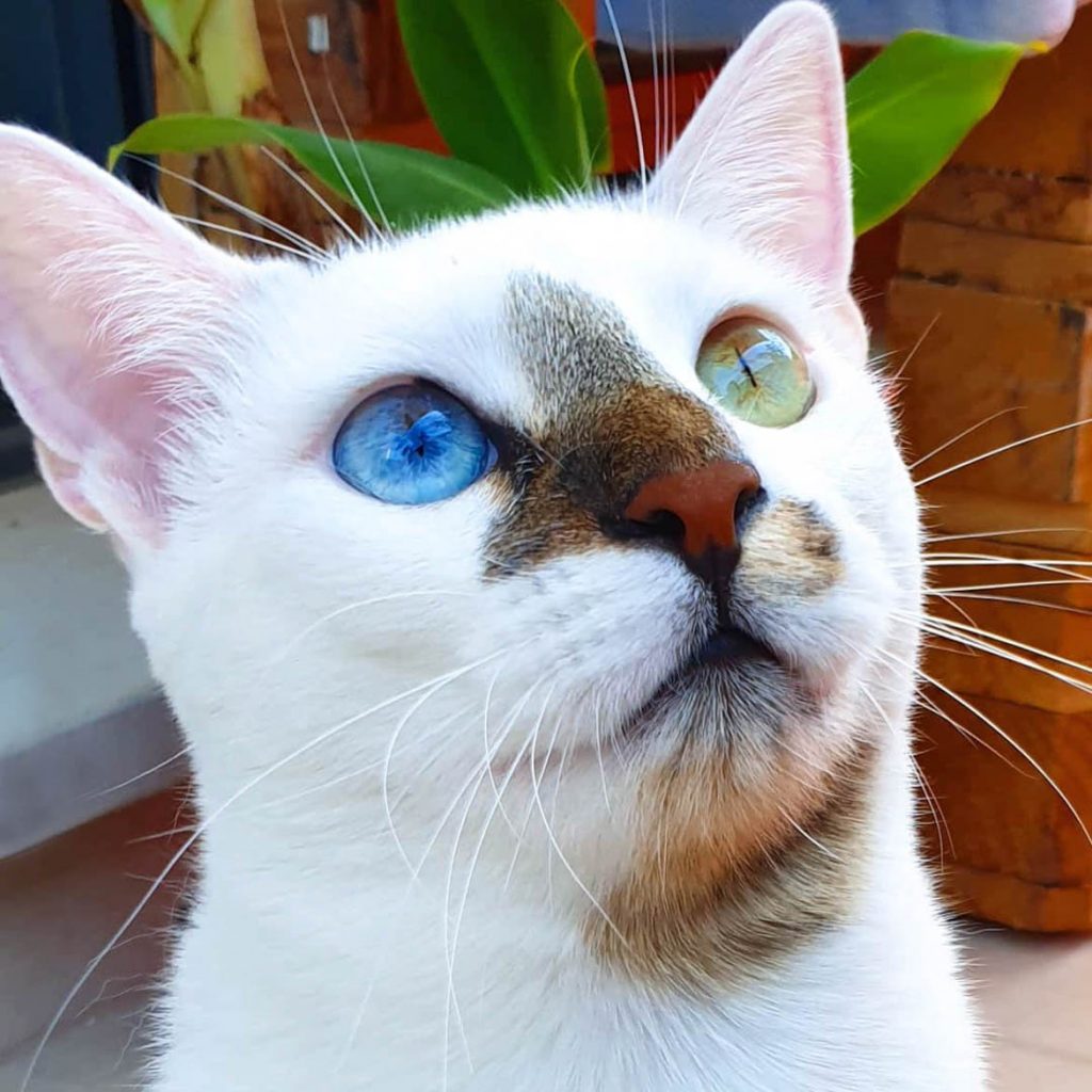 Bowie The Cat, The Amazing Story Of The Cat With Different Eyes