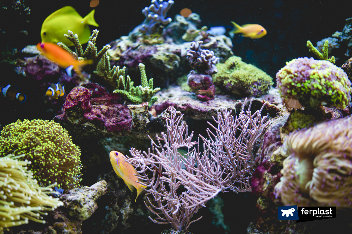 Decorating an Aquarium: 4 Objects Not To Be Put In The Fish Tank