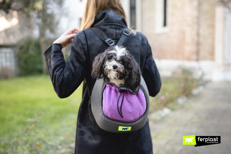 The Best Fabric Bags To Carry Small Dogs