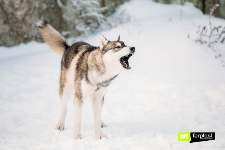 Cosa Fare Se Un Cane Abbaia Agli Altri Cani Educare Fido