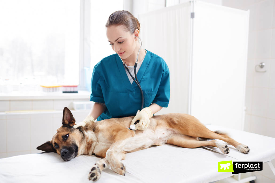 How to best sale sterilize a dog