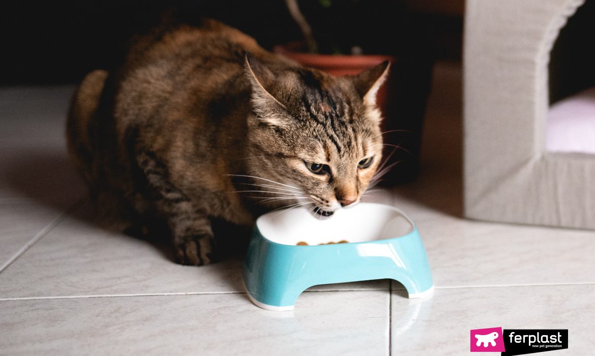 gato come com pressa: soluções para desacelerá-los