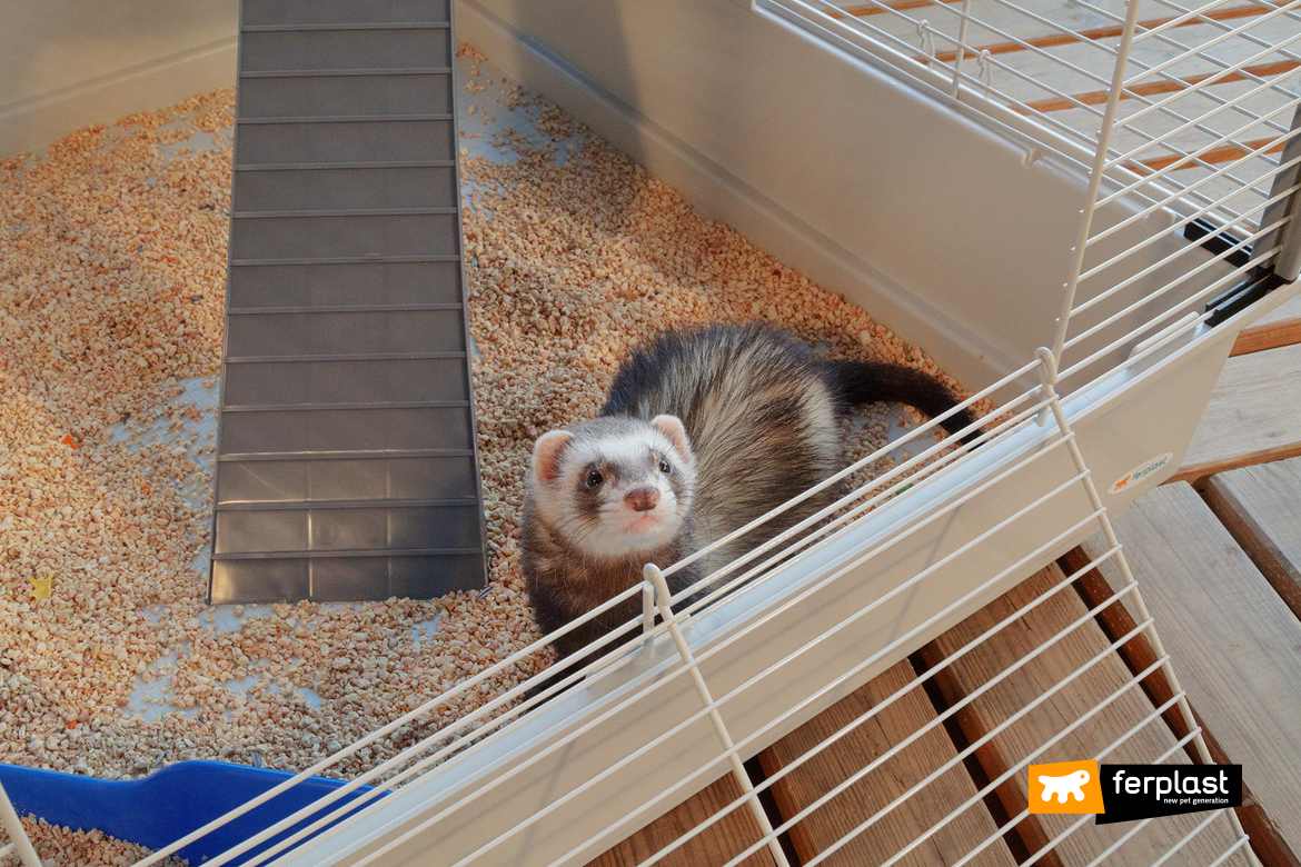 Ferret in a Ferplast cage