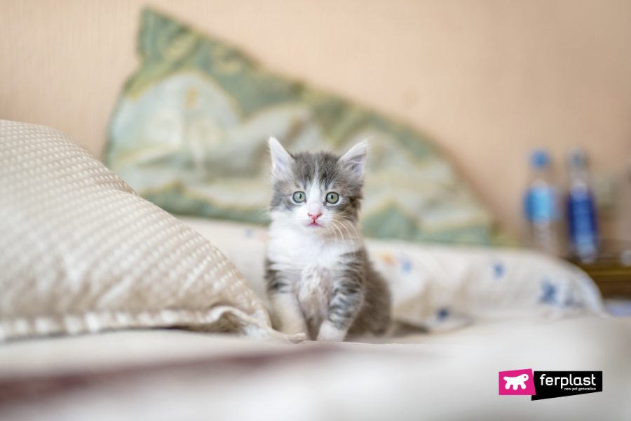 Il Mio Gatto Fa Pipi Sul Letto