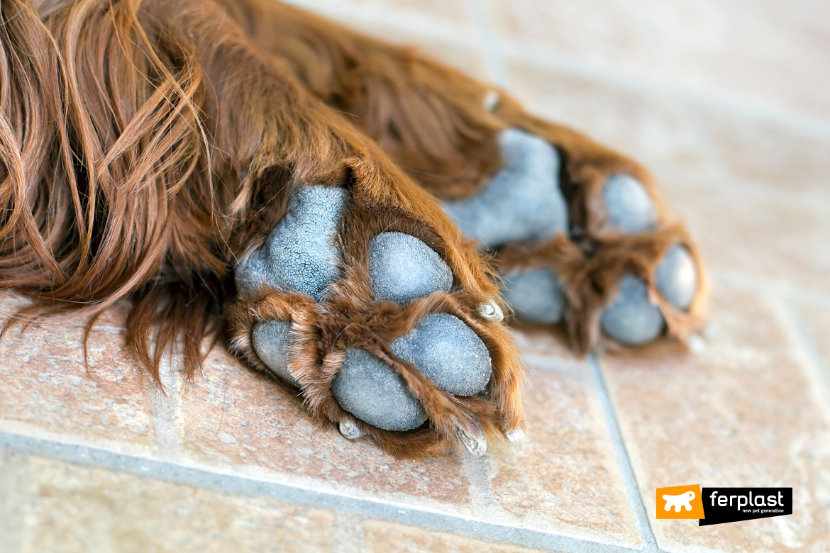 Detail of dog paws