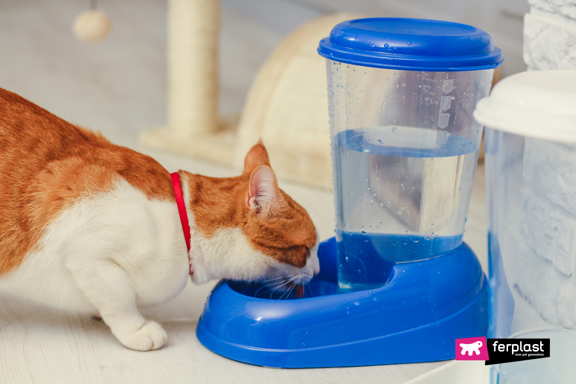 Cat drinking outlet from water cooler