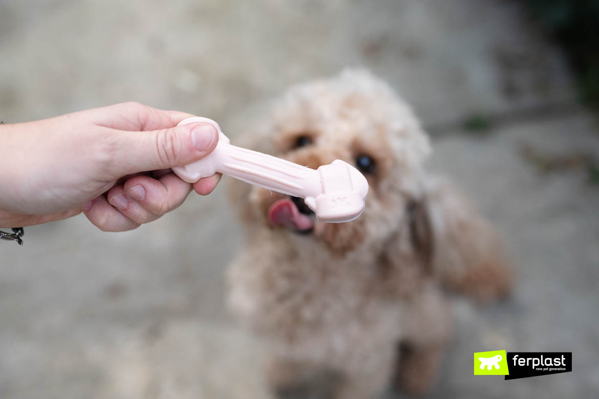 Brinquedos para cachorro