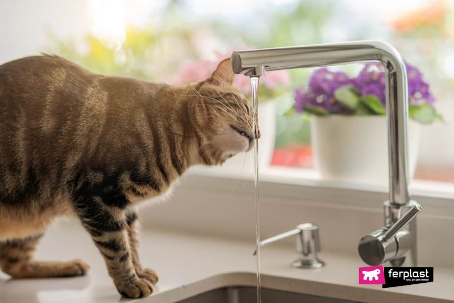 Por que gatos bebem pouca água