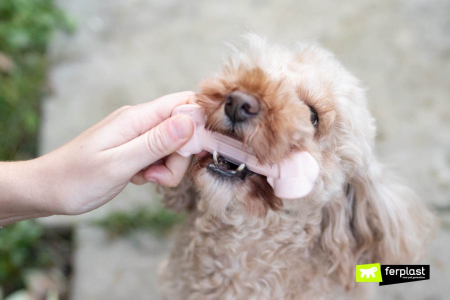 Higiene dental para cães