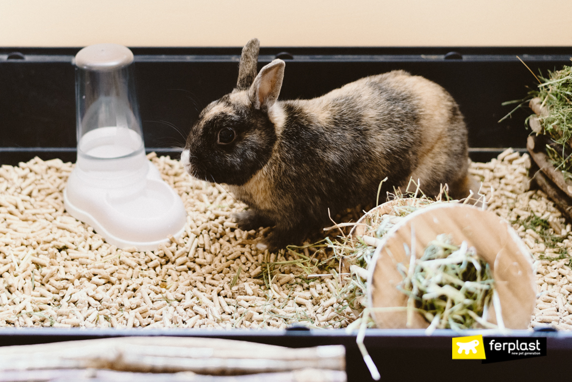 I a pet rabbit. Еда для кроликов декоративных. Водяной кролик. Кролик в воде. Кролик пьет.