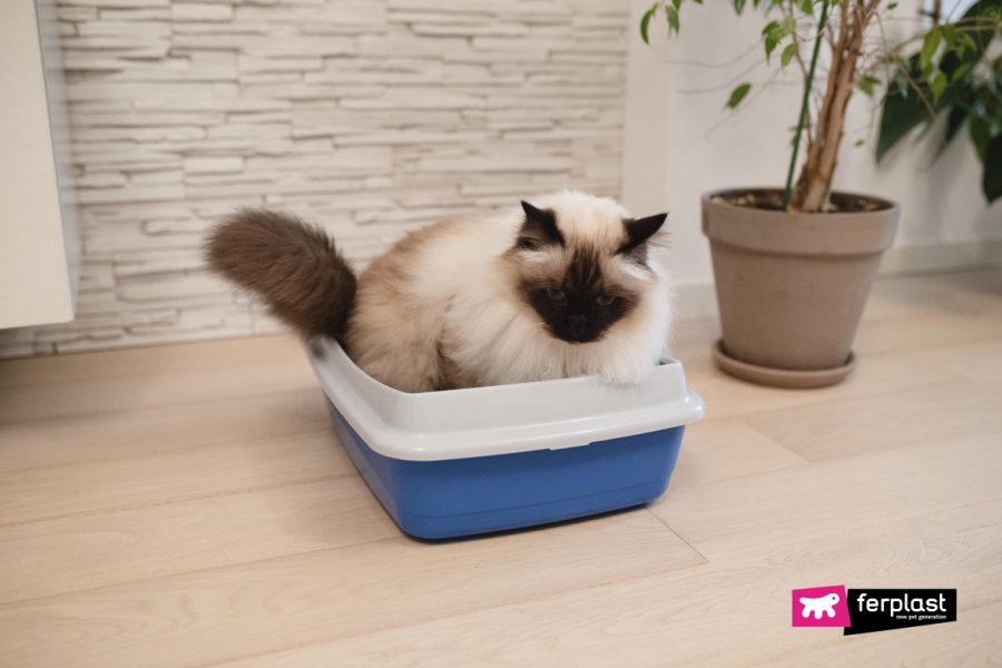 Quanto Resiste Un Gatto Senza Fare Pipì