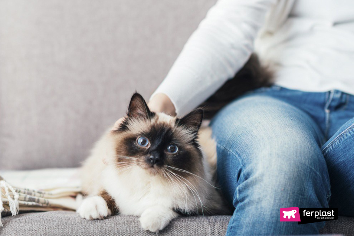 Adottare Un Gatto Maschio O Femmina