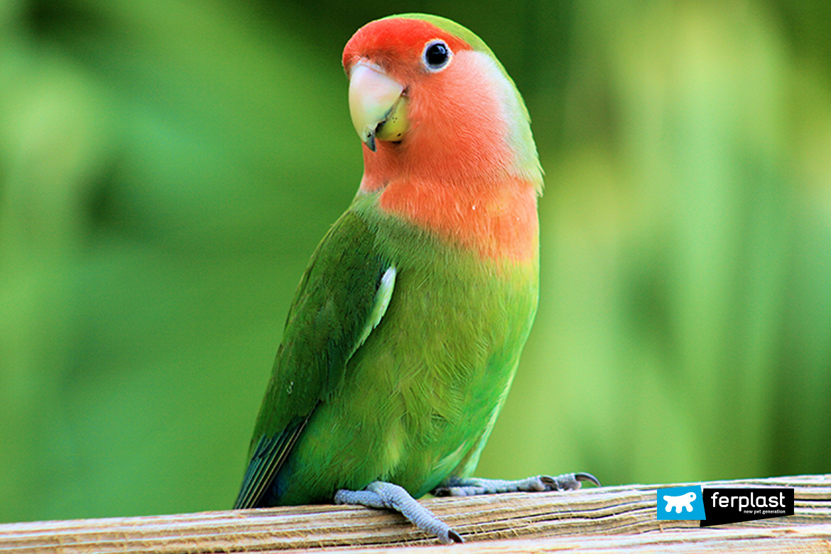 Lovebirds How They Live Habitat And Feeding