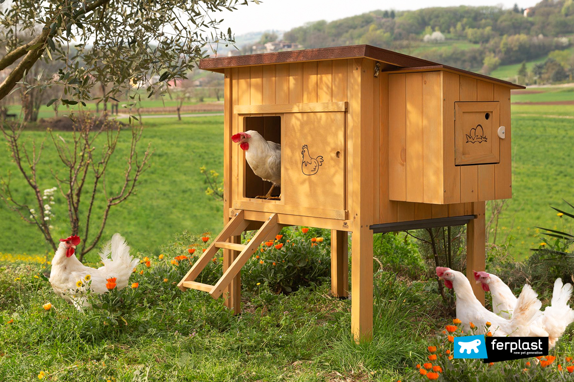 Galline (finte) in gabbia, Non fanno le uova ma