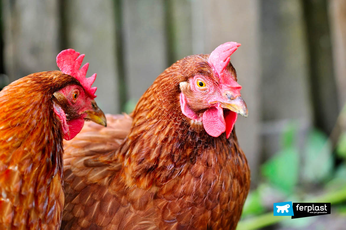 Uova Bio Tutto L'anno: Galline Ovaiole In Giardino