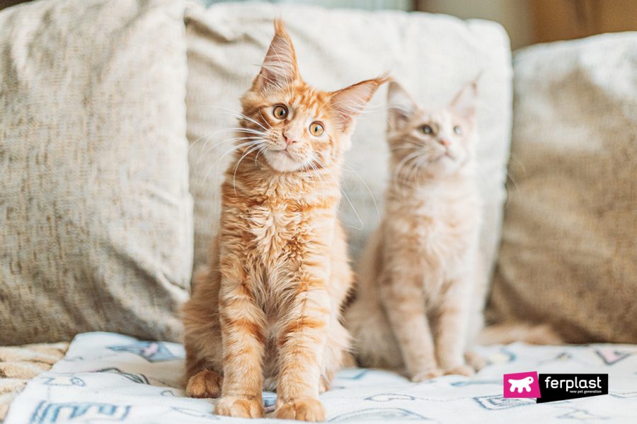 Adottare Un Gatto Maschio O Femmina