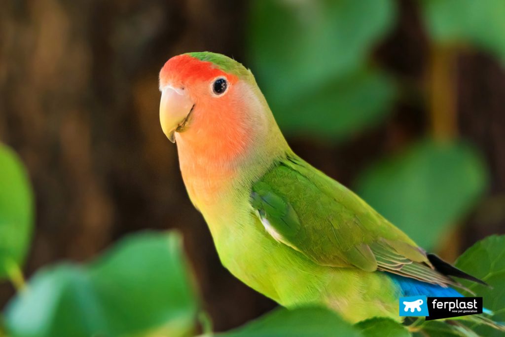 what human food can lovebirds eat